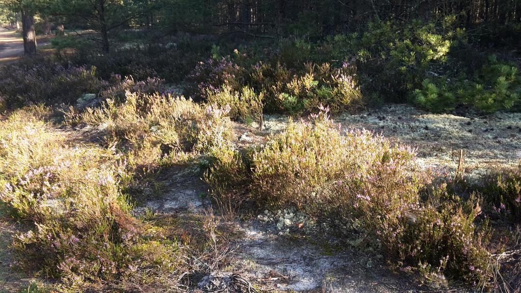 Zagroda Pod Gontem Kopalino Exteriör bild