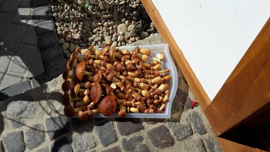 Zagroda Pod Gontem Kopalino Exteriör bild